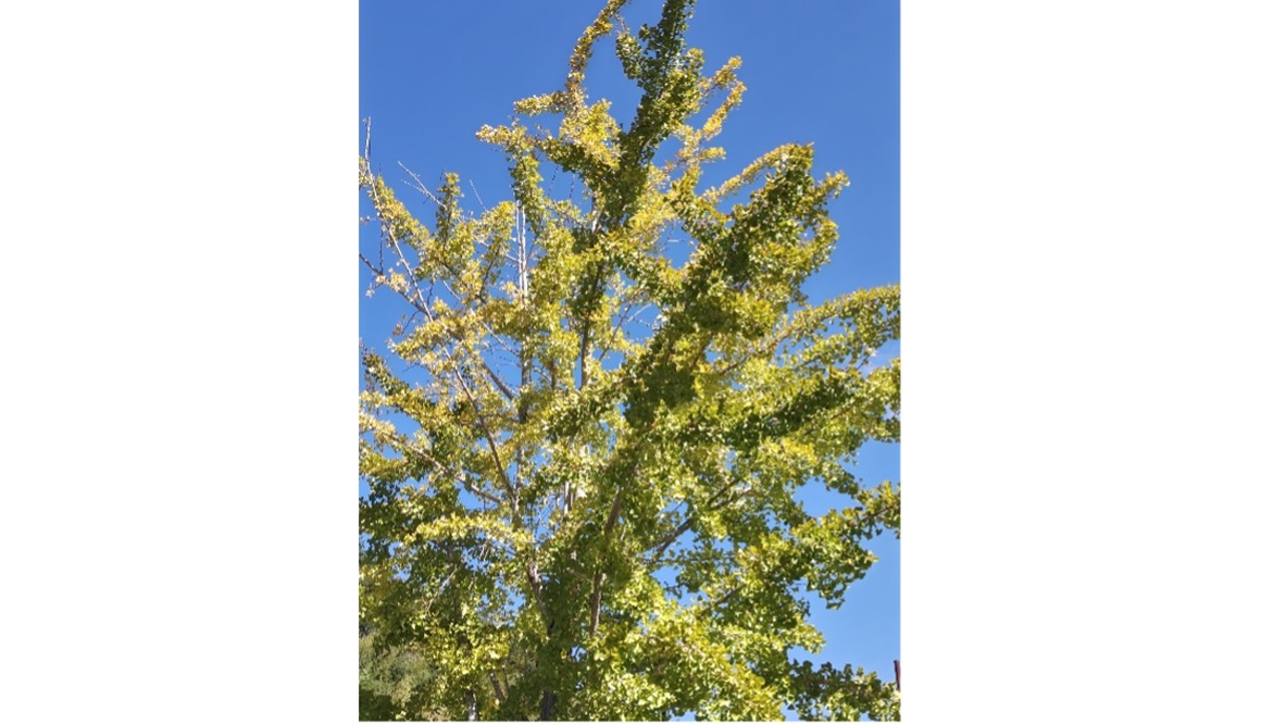 学童保育きたのかみの今月の様子