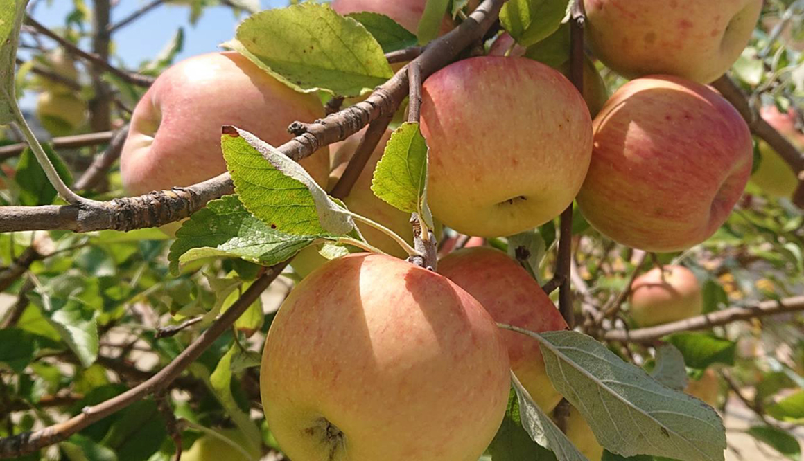 五月山こども園の今月の様子